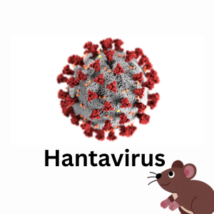 Hantavirus video